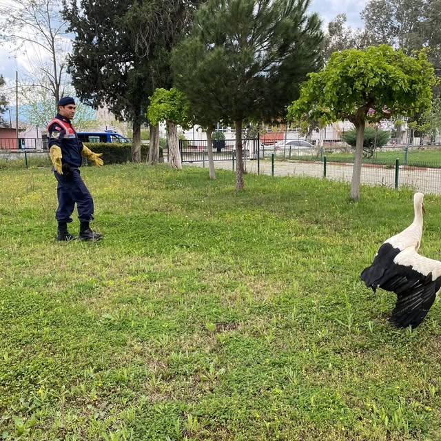 Yaralı Lelek, Aydın'da Rehabilitasyon Sonrası Doğaya Geri Döndü