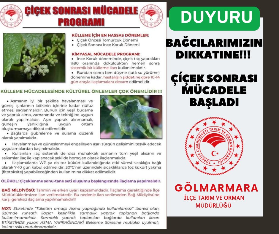 Gölmarmara'da Bağcılıkta Çiçek Sonrası Mücadele Başladı