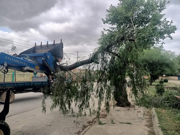 İzmir Ödemiş'te Şiddetli Rüzgar Yola Ağaç Devirdi