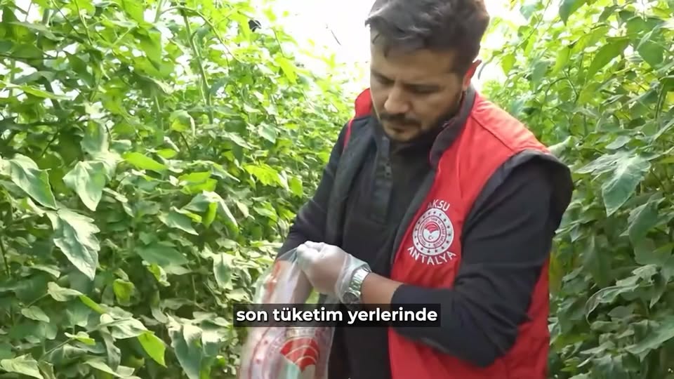 Gömeç'te Gıda Güvenliği Denetimleri Devam Ediyor: Uygunsuz Ürünler İmha Ediliyor