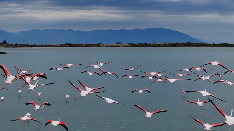 Flamingolar Adana'daki Yumurtalık Lagünü'nde Konuklarını Ağırlıyor