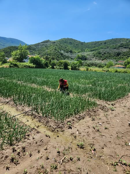 Erdek'te Tarımsal Üretim Planlaması Kontrolleri Gerçekleştirildi