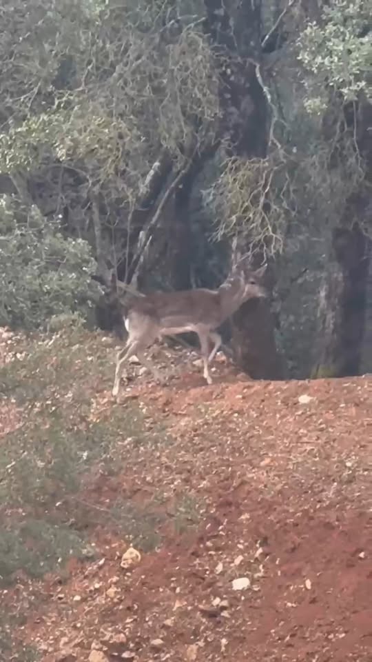 Alageyikler Kovada Gölü Milli Parkı'nda Yeni Yaşam Alanlarına Uyum Sağladı