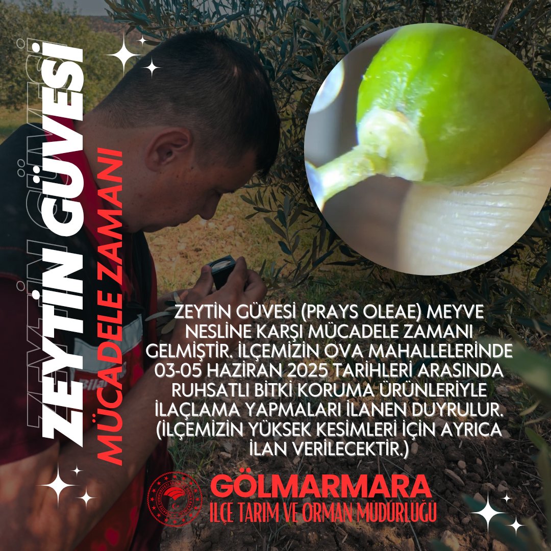 Gölmarmara'da Zeytin Güvesi Mücadelesi Başlıyor