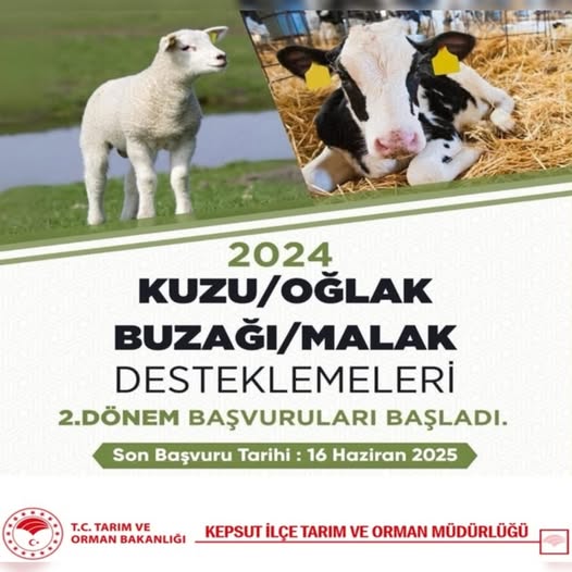 Kepsut'ta Büyükbaş ve Küçükbaş Hayvancılık Desteklemeleri Başladı