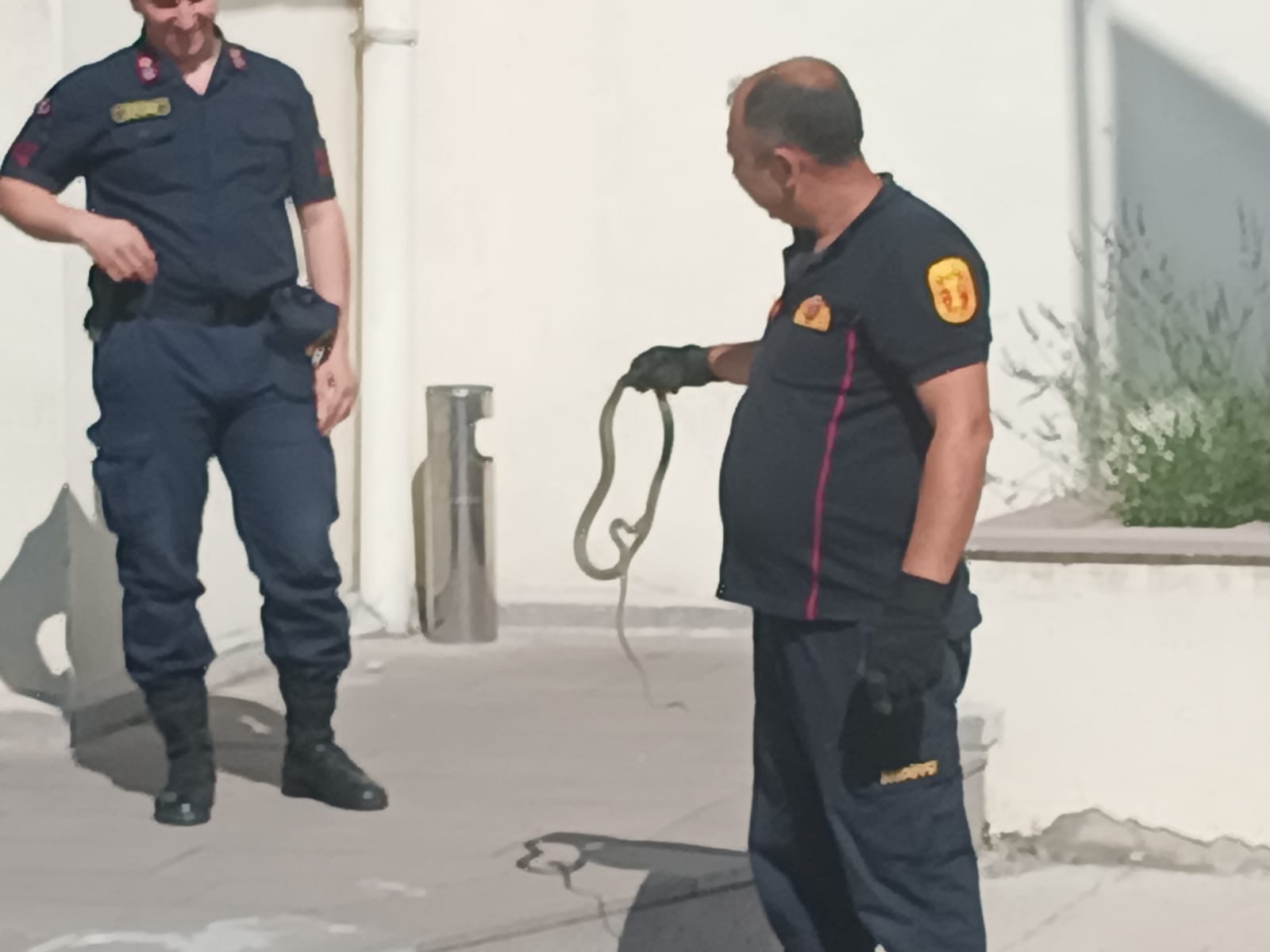 Cezaevine Gizlice Girmeye Çalışan Yılan Yakalanarak Doğaya Salındı
