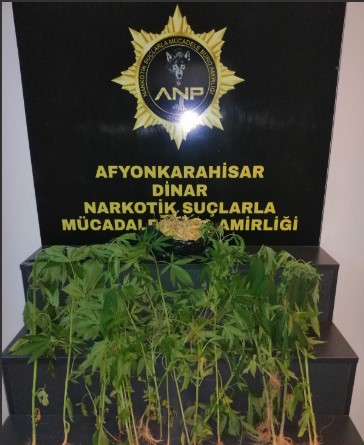 Uyuşturucu Operasyonunda 37 Kök Hint Keneviri Ele Geçirildi