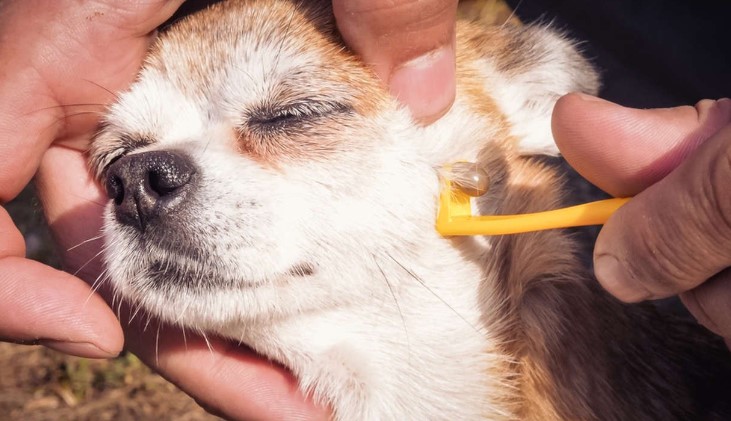   Köpeğinizi gezdirirken keneye karşı önlem alın!
