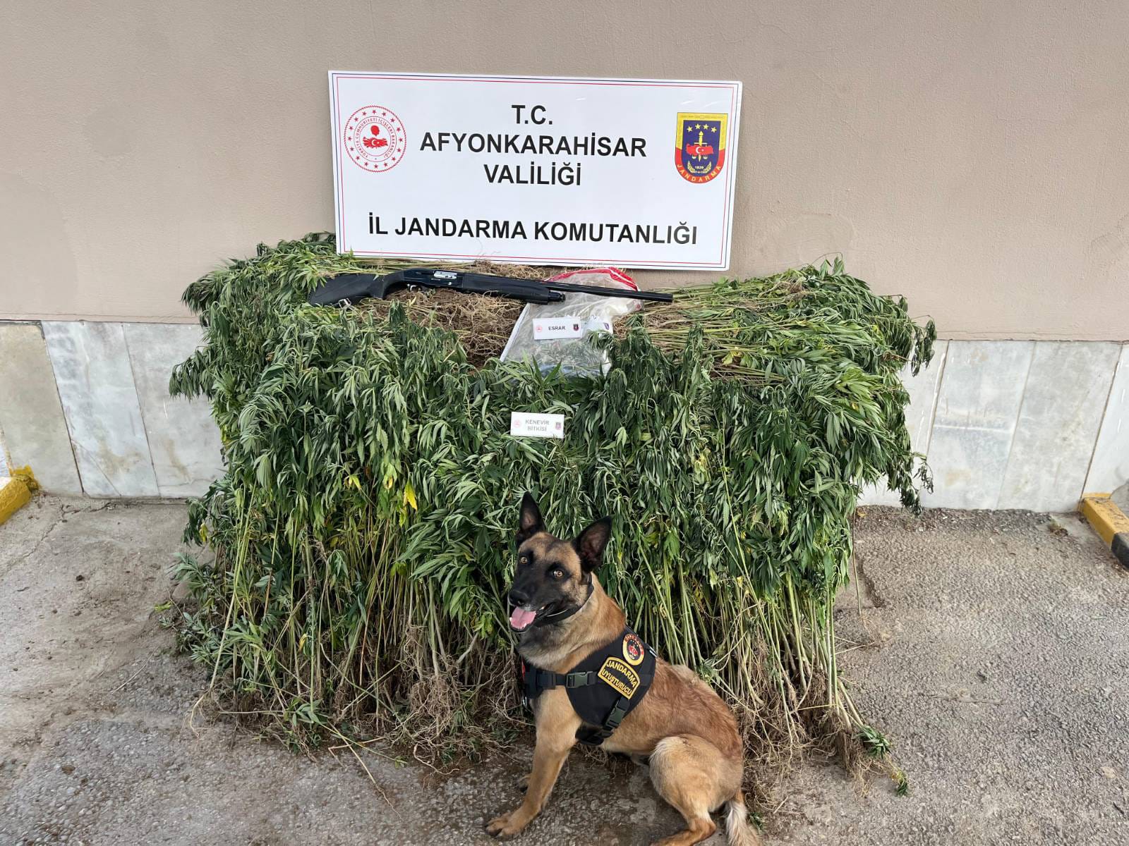 Jandarmadan Kenevir Operasyonu