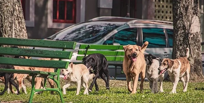 Türkiye'de 6.5 milyon sahipsiz köpek var!