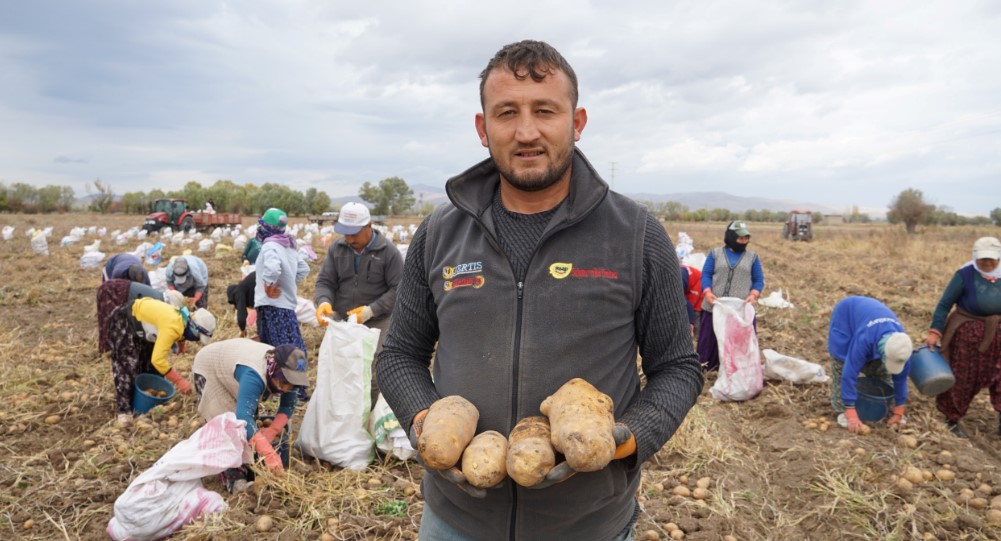 ŞUHUT’TA PATATES HASADINDA SON GÜNLER